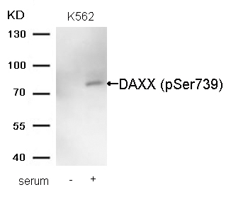 DAXX(Phospho-Ser739)