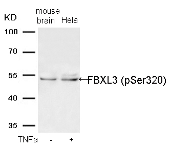 FBXL3 (Phospho-Ser320)