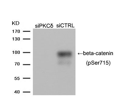 beta-catenin (Phospho-Ser715)