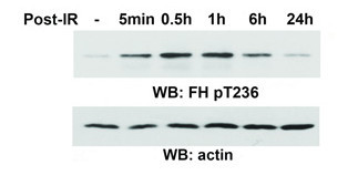 FH (Phospho-Thr236)
