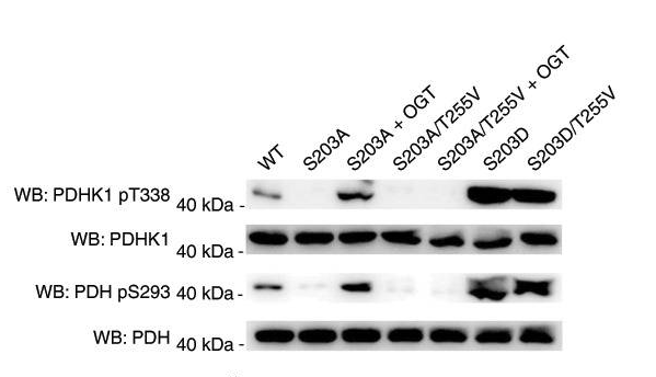 PDHK1(Phospho-Thr338)
