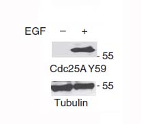 CDC25A (Phospho-Tyr59)
