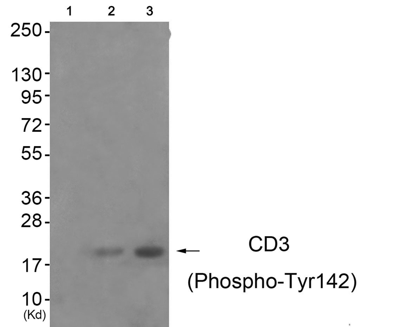 CD3 ζ (Phospho-Tyr142)