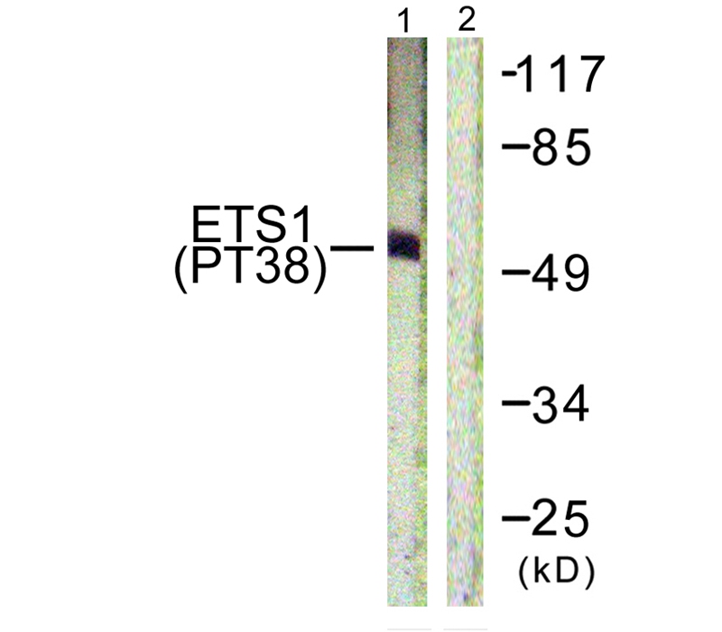 ETS1 (Phospho-Thr38)