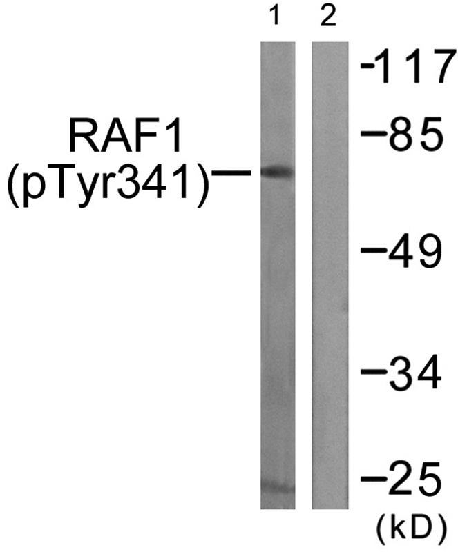 C-RAF (Phospho-Tyr341)
