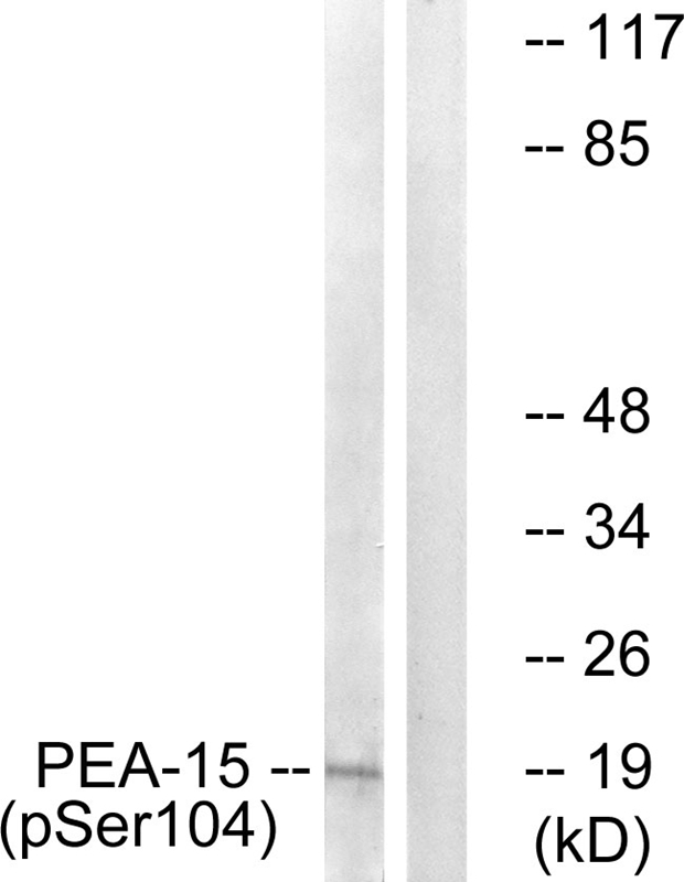 PEA-15 (Phospho-Ser104)