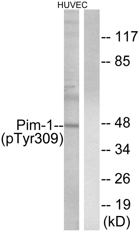 Pim-1 (Phospho-Tyr309)