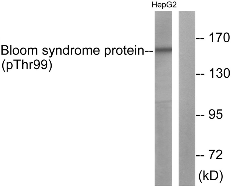Bloom Syndrome (Phospho-Thr99)