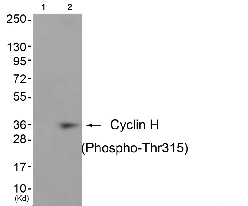 Cyclin H (Phospho-Thr315)