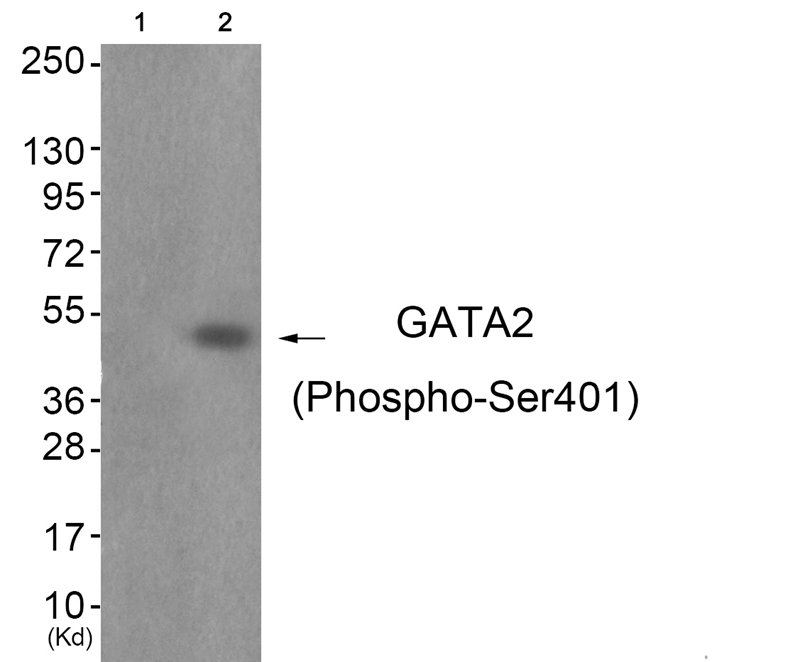 GATA2 (Phospho-Ser401)