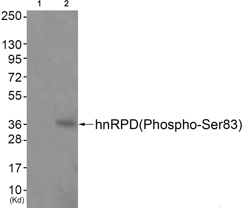 hnRPD (Phospho-Ser83)