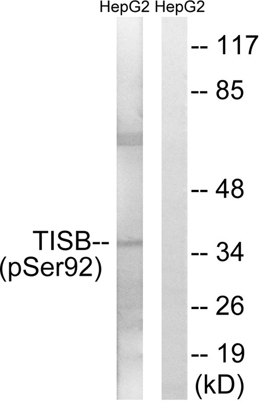TISB (Phospho-Ser92)