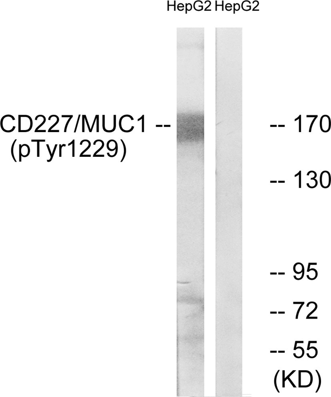 CD227/MUC1 (Phospho-Tyr1229)