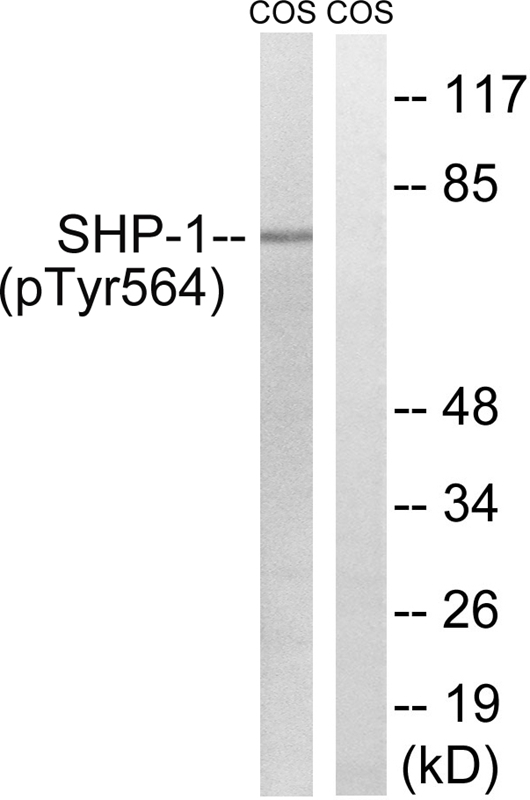SHP-1 (Phospho-Tyr564)
