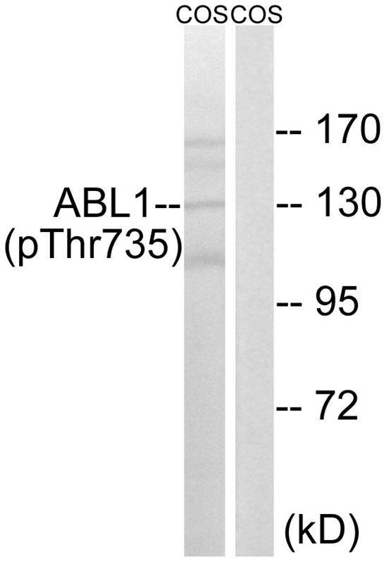 ABL1 (Phospho-Thr735)