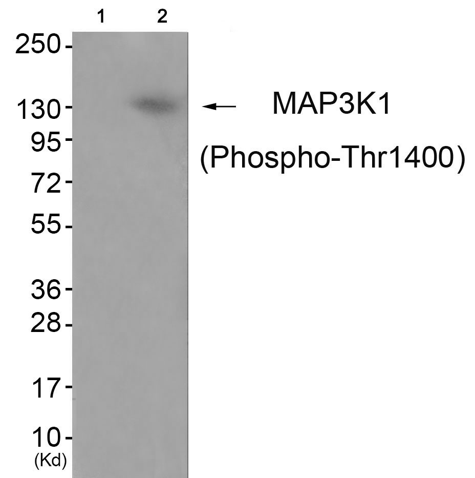 MAP3K1 (Phospho-Thr1400)