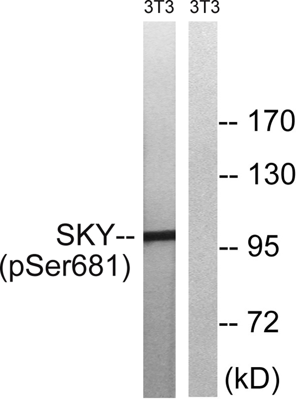 MER/SKY (Phospho-Tyr749/681)