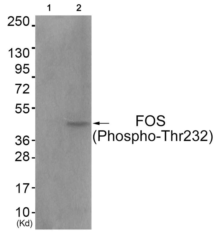 FOS (Phospho-Thr232)