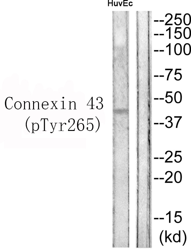 Connexin 43 (Phospho-Tyr265)