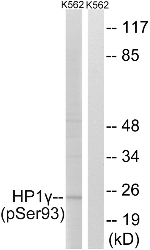 HP1γ (Phospho-Ser93)