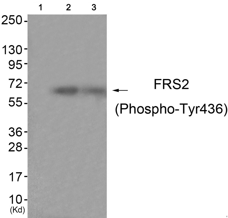 FRS2 (Phospho-Tyr436)