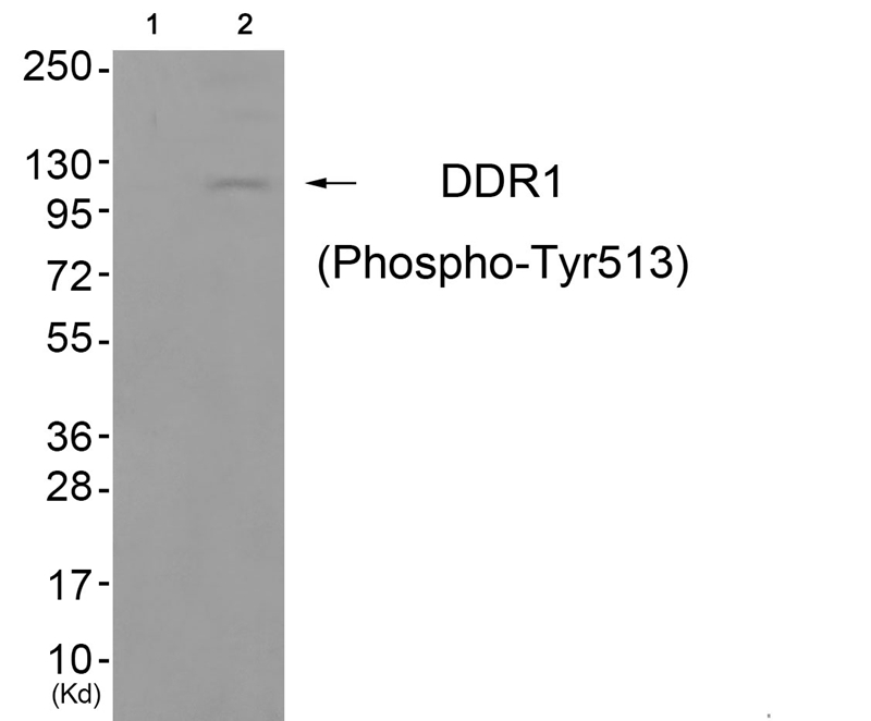 DDR1 (Phospho-Tyr513)