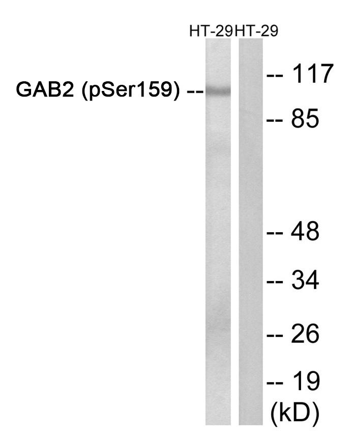 GAB2 (Phospho-Ser159)
