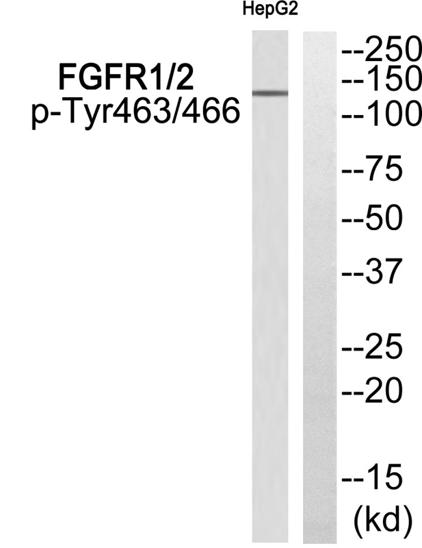 FGFR1/2 (Phospho-Tyr463/466)
