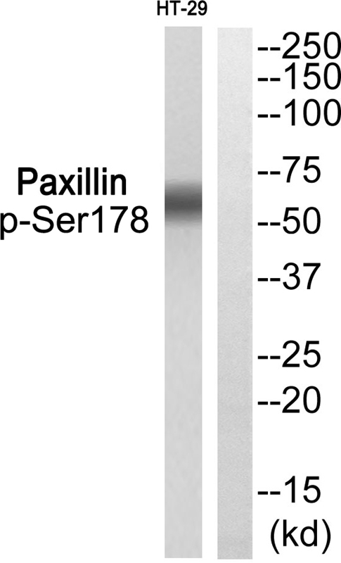 Paxillin (Phospho-Ser178)