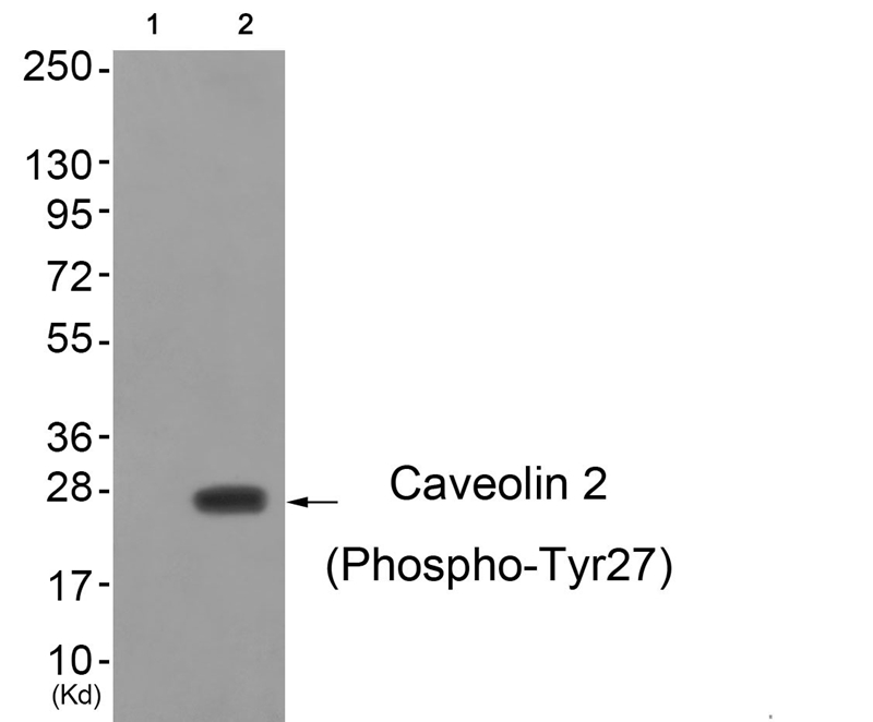 Caveolin 2 (Phospho-Tyr27)