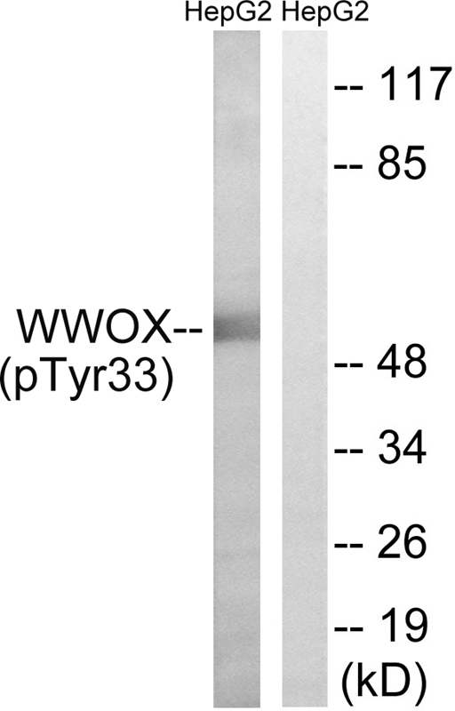 WWOX (Phospho-Tyr33)