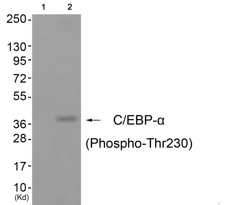 C/EBP-α (Phospho-Thr230)