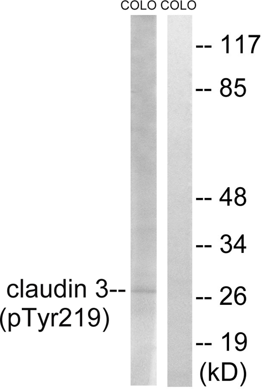 Claudin 3 (Phospho-Tyr219)