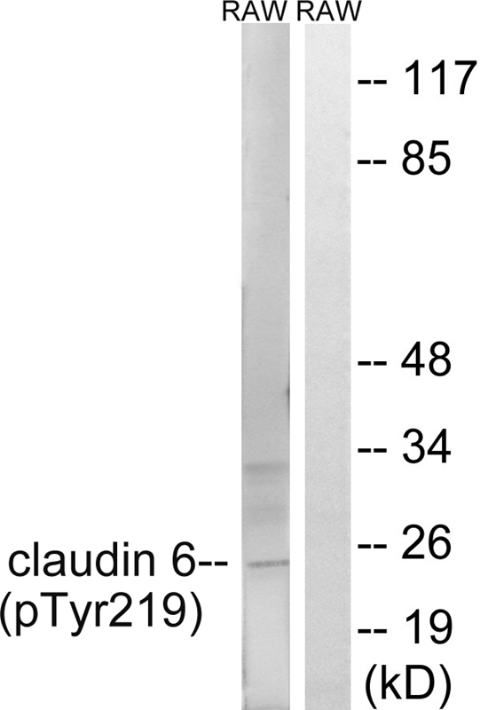 Claudin 6 (Phospho-Tyr219)