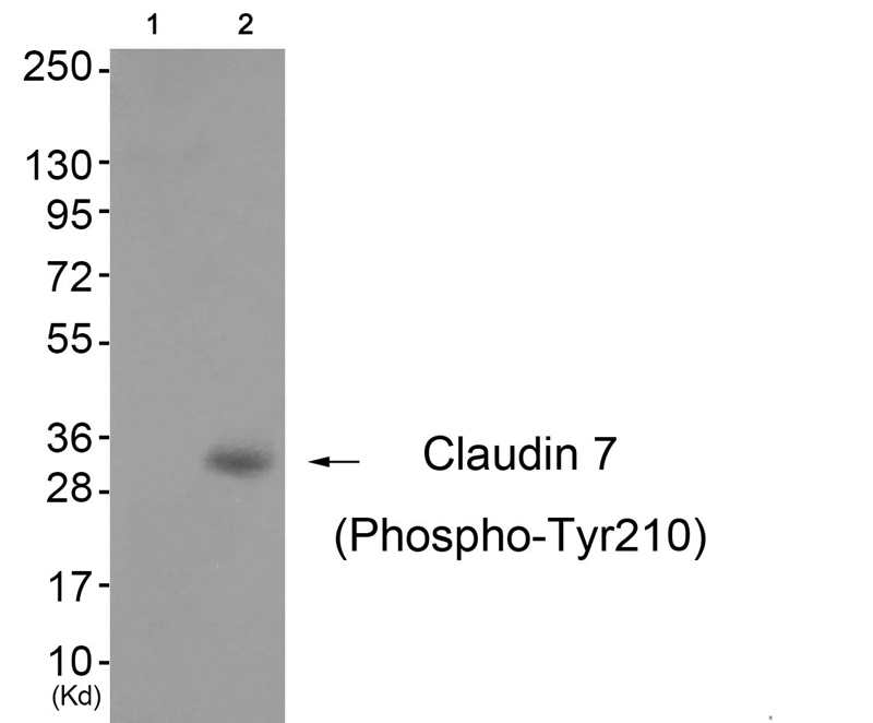 Claudin 7 (Phospho-Tyr210)