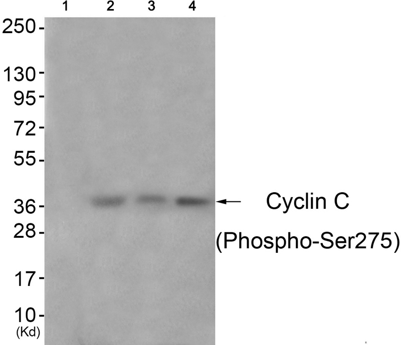 Cyclin C (Phospho-Ser275)