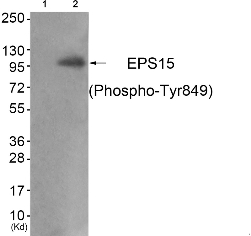 EPS15 (Phospho-Tyr849)