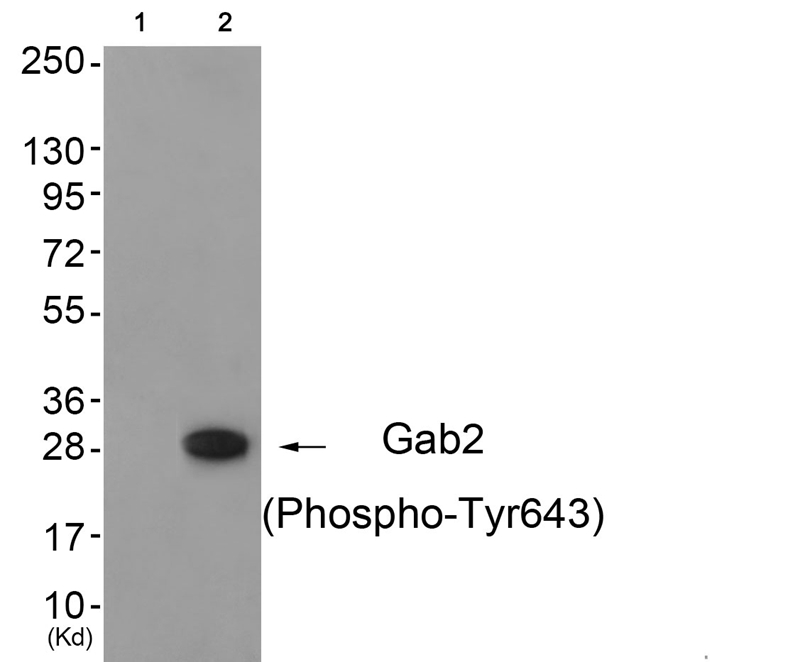 Gab2 (Phospho-Tyr643)