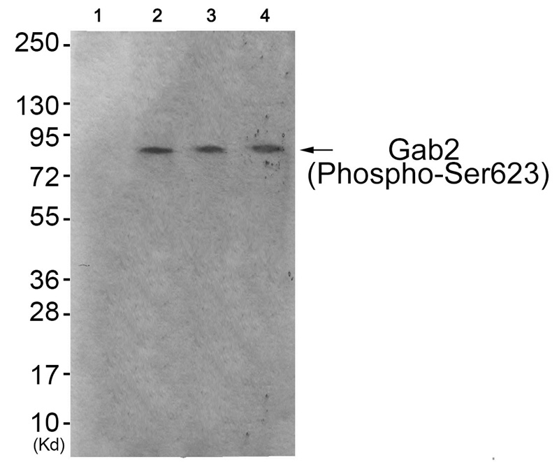 Gab2 (Phospho-Ser623)