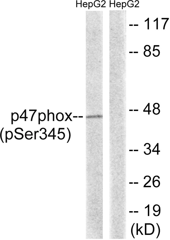 p47 phox (Phospho-Ser345)