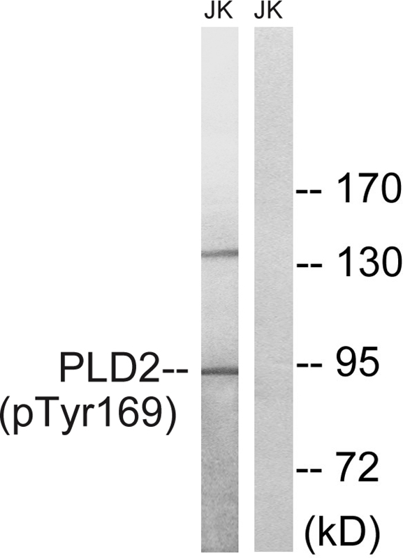 PLD2 (Phospho-Tyr169)