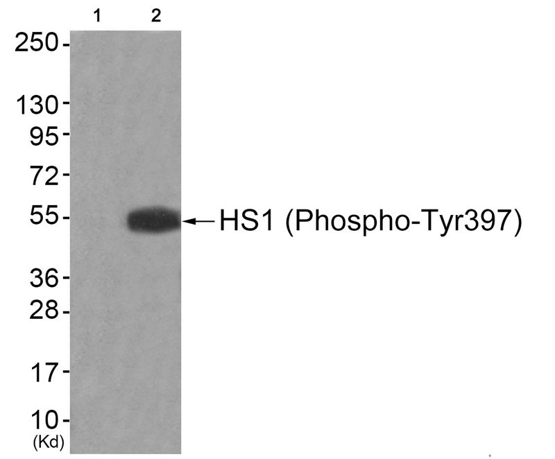 HS1 (Phospho-Tyr397)