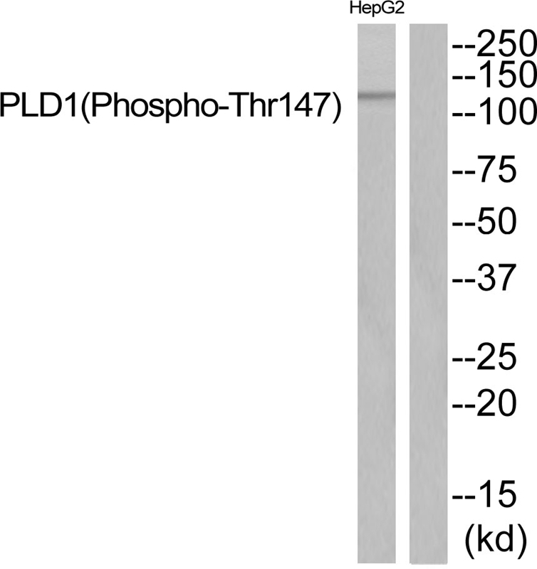 PLD1 (Phospho-Thr147)