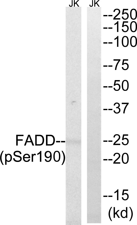 FADD (Phospho-Ser191)