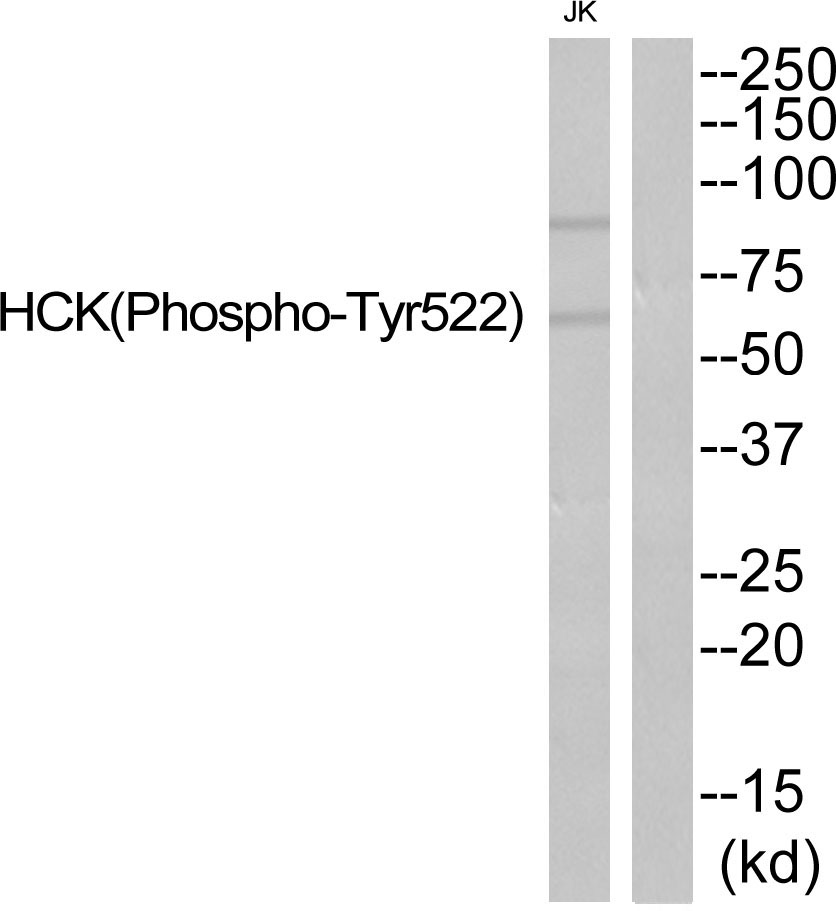 HCK (Phospho-Tyr522)