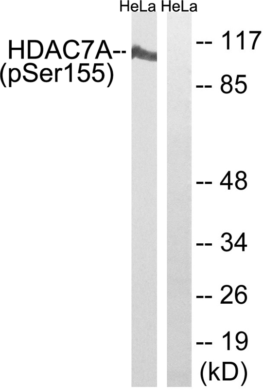 HDAC7A (Phospho-Ser155)