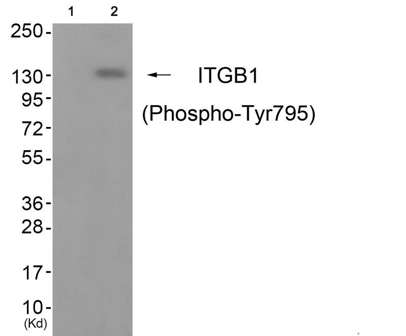 ITGB1 (Phospho-Tyr795)