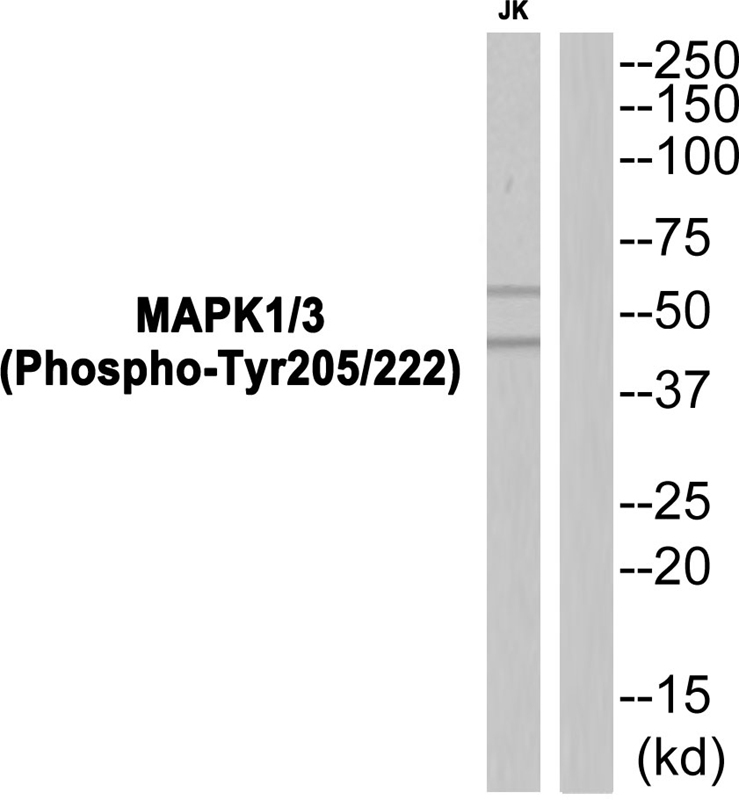 MAPK1/3 (Phospho-Tyr205/222)