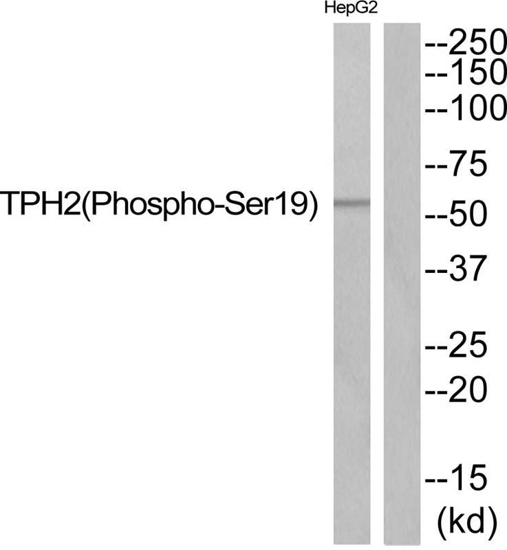 TPH2 (Phospho-Ser19)