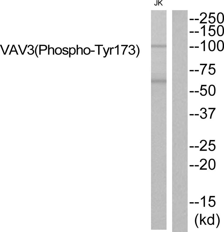 VAV3 (Phospho-Tyr173)
